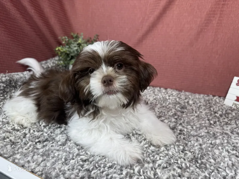 Gilroy – Shih Tzu puppy for sale in Waynesville, MO