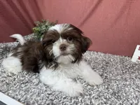 Gilroy, a male Shih Tzu for sale in Waynesville, MO – 1 of 4