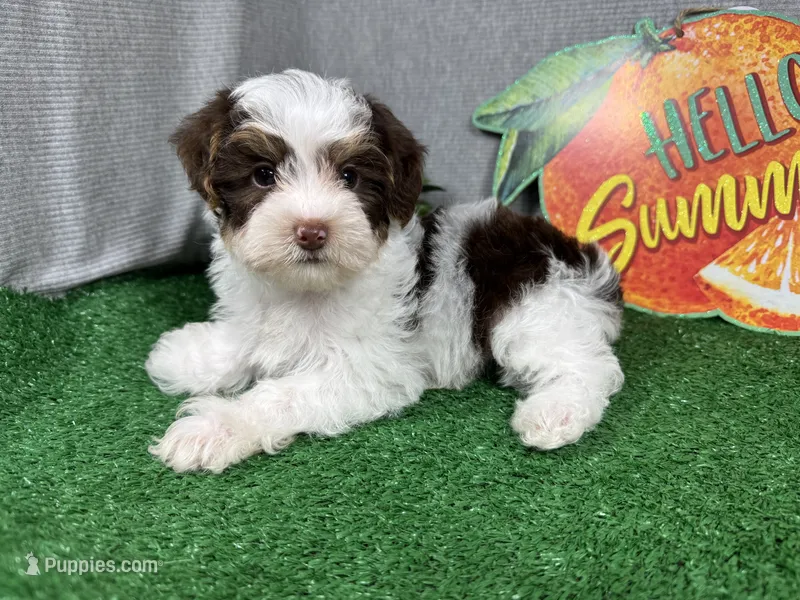 Malachi – Yorkipoo puppy for sale in Waynesville, MO