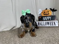 Galaxy, a female Miniature Dachshund for sale in Waynesville, MO – 2 of 3