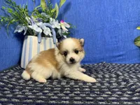 Malachi, a male Pomeranian for sale in Waynesville, MO – 2 of 3