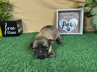 Isreal, a male Havanese for sale in Waynesville, MO – 2 of 3