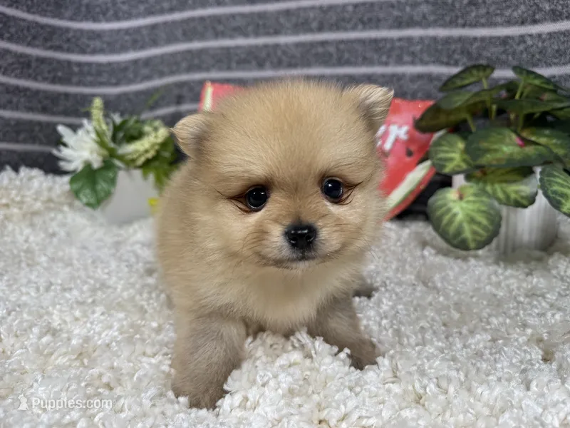 Bobby – Pomeranian puppy for sale in Waynesville, MO