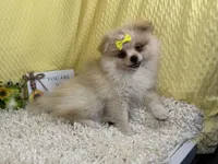 Sarah, a female Pomeranian for sale in Waynesville, MO – 3 of 3