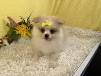 Sarah, a female Pomeranian for sale in Waynesville, MO – 2 of 3