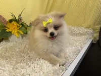 Sarah, a female Pomeranian for sale in Waynesville, MO – 1 of 3