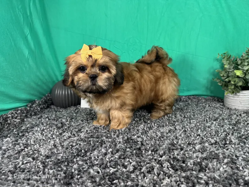 Tilly – Shih Tzu puppy for sale in Waynesville, MO