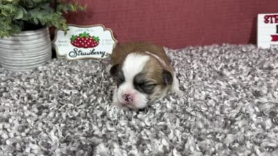 Toby, a male Shih Tzu for sale in Waynesville, MO – 4 of 4