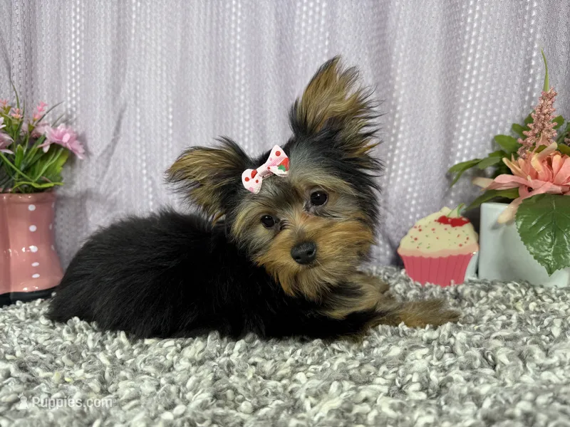 Sienna – Yorkshire Terrier puppy for sale in Waynesville, MO