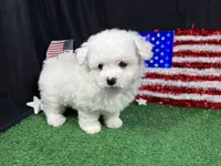 Ice, a male Maltipoo for sale in Waynesville, MO – 8 of 10