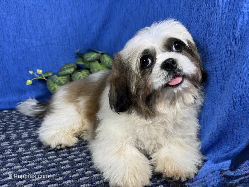Grizzley – Shih Tzu puppy for sale in Waynesville, MO