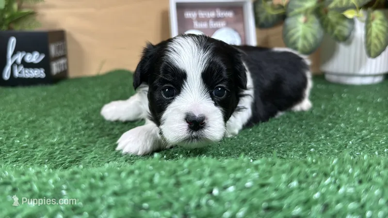 Twix – Shih Tzu puppy for sale in Waynesville, MO