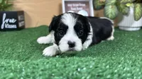 Twix, a male Shih Tzu for sale in Waynesville, MO – 1 of 3