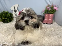 Georgia, a female Shih Tzu for sale in Waynesville, MO – 3 of 4