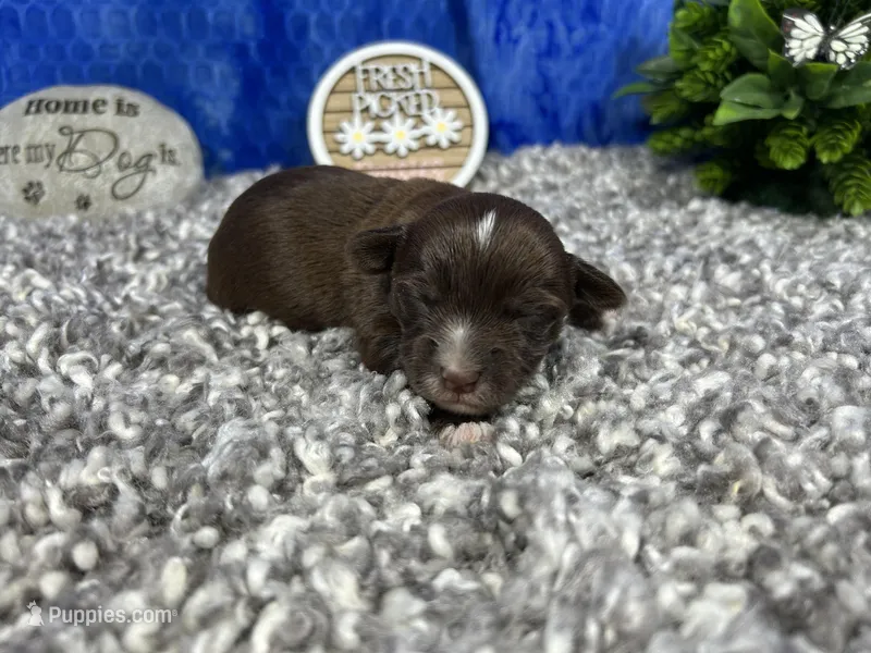 Maxwell – Yorkipoo puppy for sale in Waynesville, MO