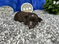 Maxwell, a male Yorkipoo for sale in Waynesville, MO – 1 of 4