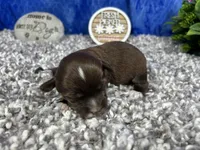 Maxwell, a male Yorkipoo for sale in Waynesville, MO – 3 of 4