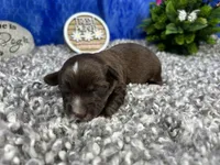 Maxwell, a male Yorkipoo for sale in Waynesville, MO – 2 of 4