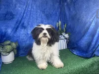 Grey, a male Shih Tzu for sale in Waynesville, MO – 4 of 10