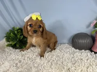 Renae, a female Cavalier King Charles Spaniel for sale in Waynesville, MO – 8 of 10