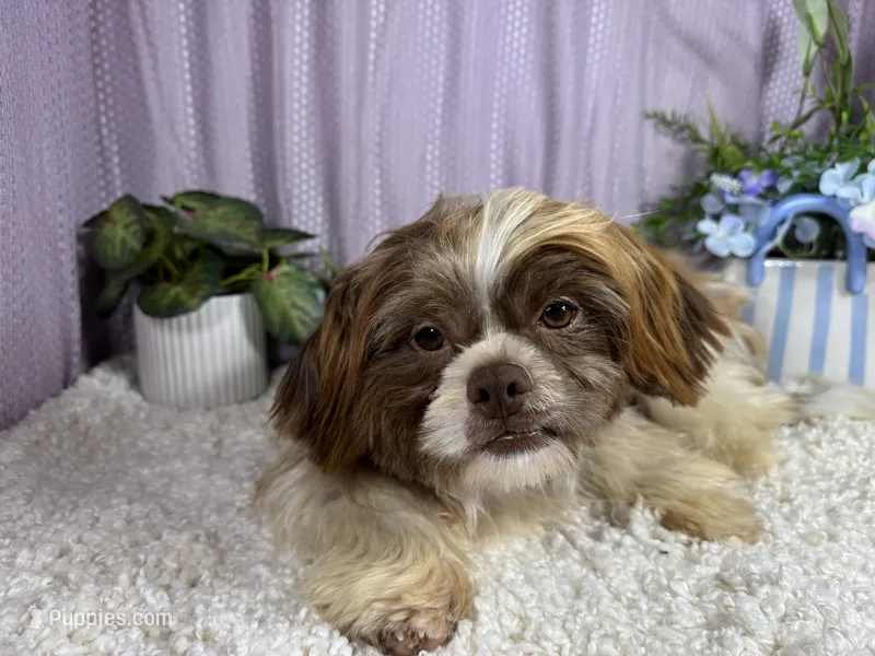 Gilroy – Shih Tzu puppy for sale in Waynesville, MO