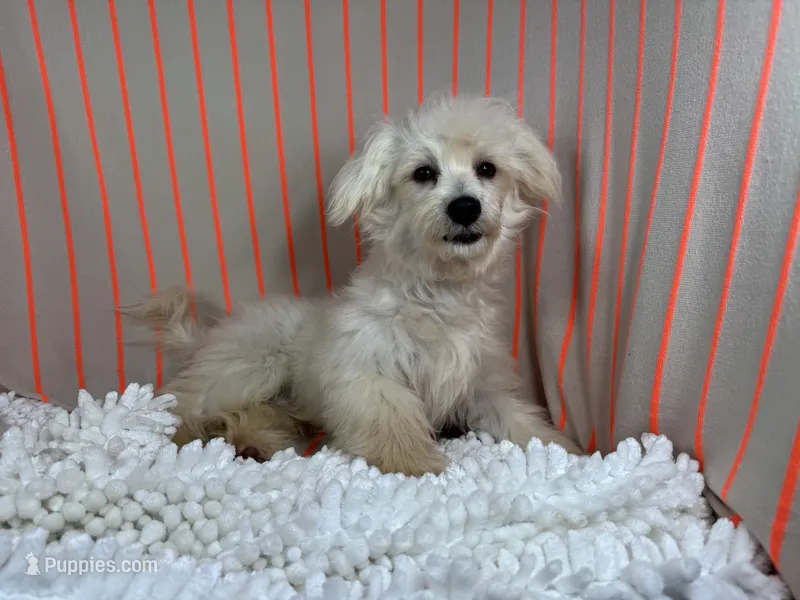 Cooper – Maltipoo puppy for sale in Waynesville, MO