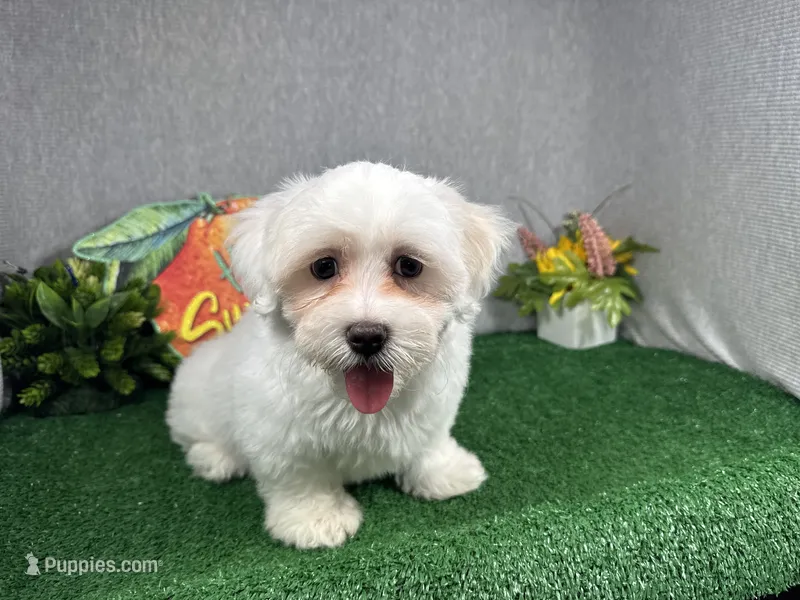 Ian – Havamalt puppy for sale in Waynesville, MO
