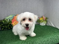 Ian, a male Havamalt for sale in Waynesville, MO – 1 of 10