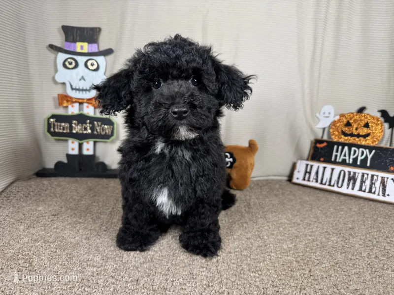 Nick – Poodle - Toy  puppy for sale in Waynesville, MO
