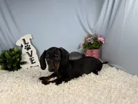 Percy, a male Miniature Dachshund for sale in Waynesville, MO – 8 of 10