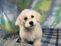Ian, a male Havamalt for sale in Waynesville, MO – 6 of 10