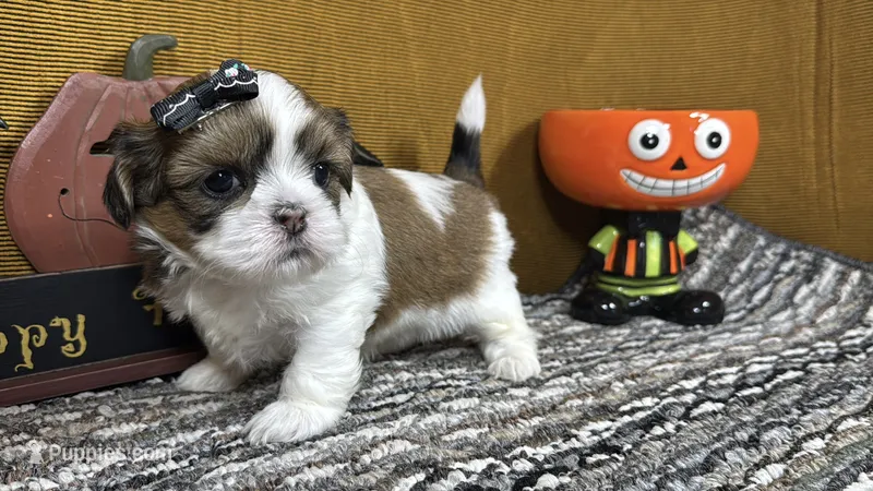 Tansy – Shih Tzu puppy for sale in Waynesville, MO