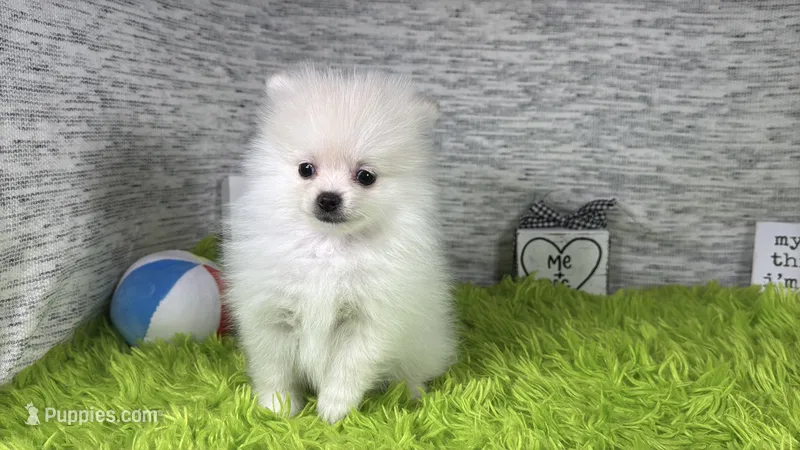 Pumba – Pomeranian puppy for sale in Waynesville, MO