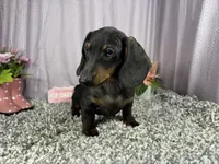 Percy, a male Miniature Dachshund for sale in Waynesville, MO – 2 of 10