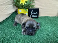 Isreal, a male Havanese for sale in Waynesville, MO – 1 of 3