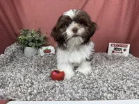 Gilroy, a male Shih Tzu for sale in Waynesville, MO – 3 of 4