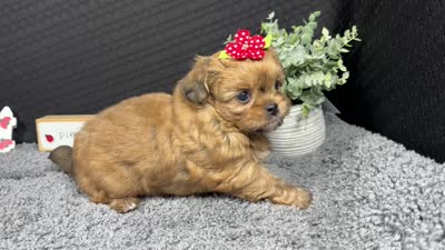 Brooklynn, a female Peekapoo for sale in Waynesville, MO – 4 of 4