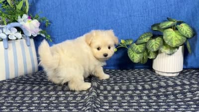 Bingo, a male Pomapoo for sale in Waynesville, MO – 4 of 4