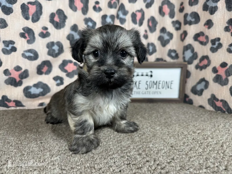 Iggy – Havanese puppy for sale in Waynesville, MO