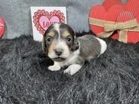 Lorenzo, a male Miniature Dachshund for sale in Waynesville, MO – Photo 3 of 3