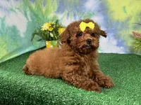Daisy, a female Poodle - Toy  for sale in Waynesville, MO – 3 of 3