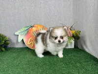 Baker, a male Pomeranian for sale in Waynesville, MO – 4 of 9