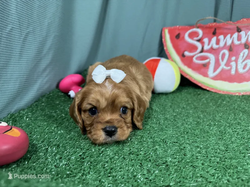 Renae – Cavalier King Charles Spaniel puppy for sale in Waynesville, MO