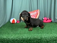 Percy, a male Miniature Dachshund for sale in Waynesville, MO – 2 of 3