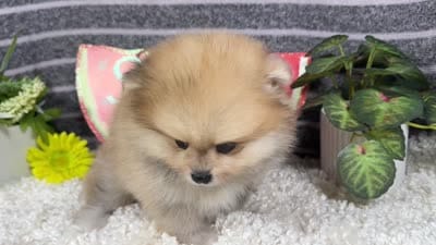 Felix, a female Pomeranian for sale in Waynesville, MO – 4 of 4