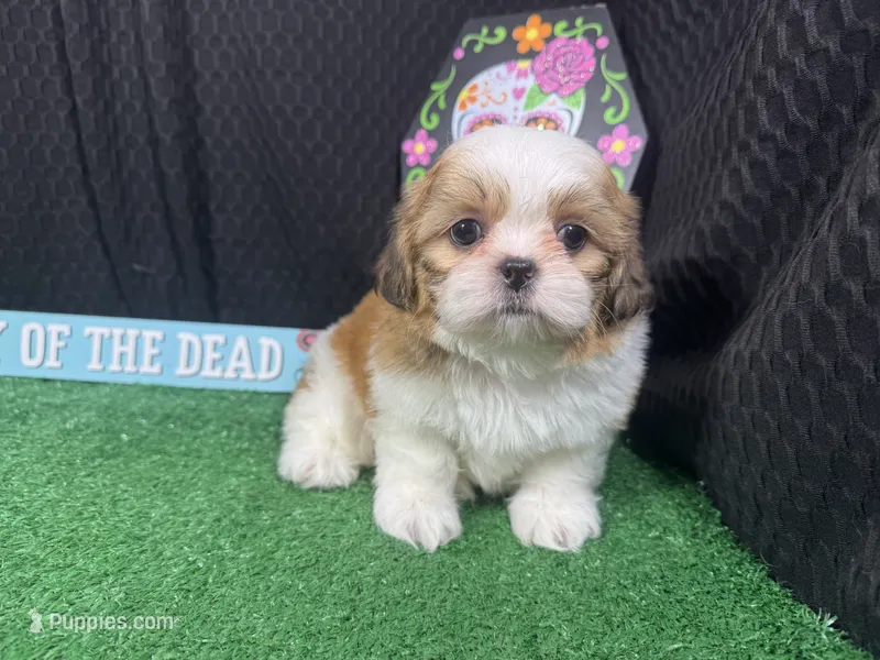 Troy – Shih Tzu puppy for sale in Waynesville, MO