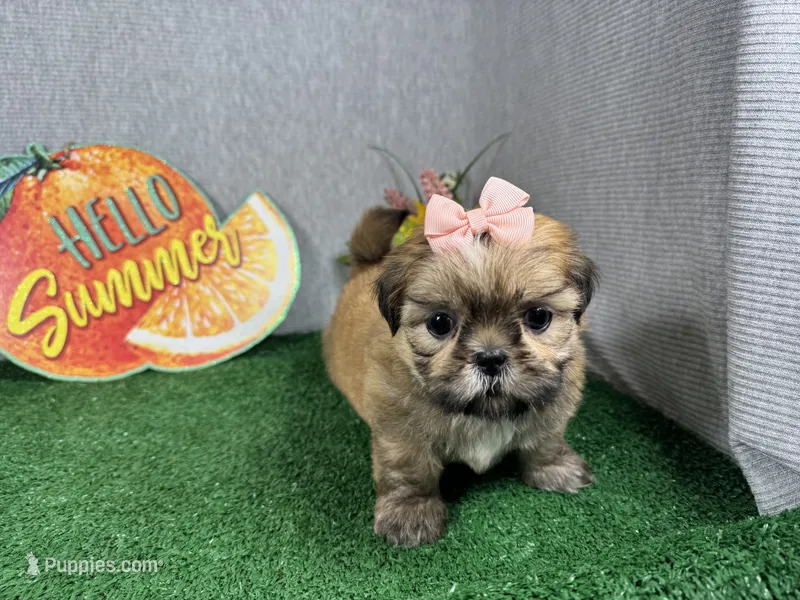 Tori – Shih Tzu puppy for sale in Waynesville, MO