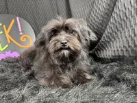Paxton, a male Morkie for sale in Waynesville, MO – 2 of 10