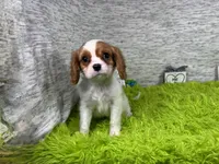 Riley, a male Cavalier King Charles Spaniel for sale in Waynesville, MO – 5 of 10