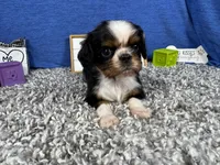 Danny, a male Cavalier King Charles Spaniel for sale in Waynesville, MO – Photo 2 of 3